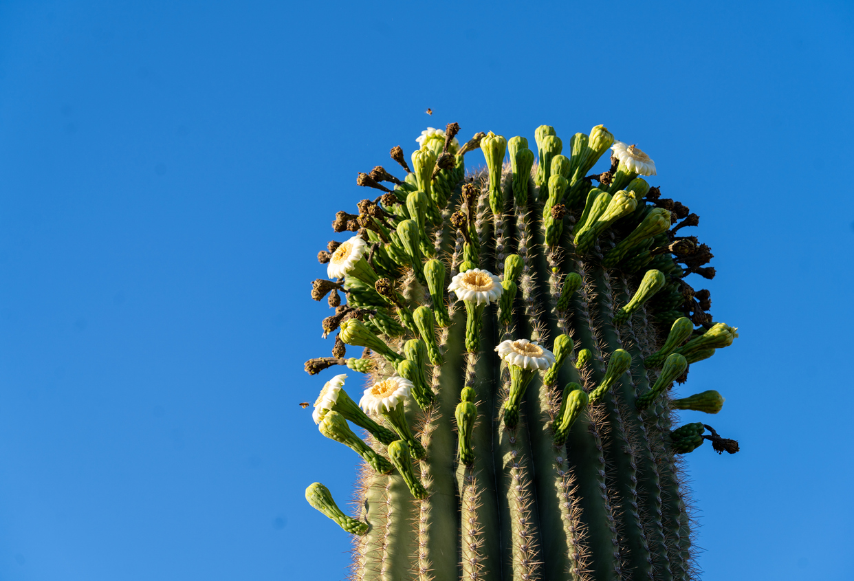 Blooming Saguaro