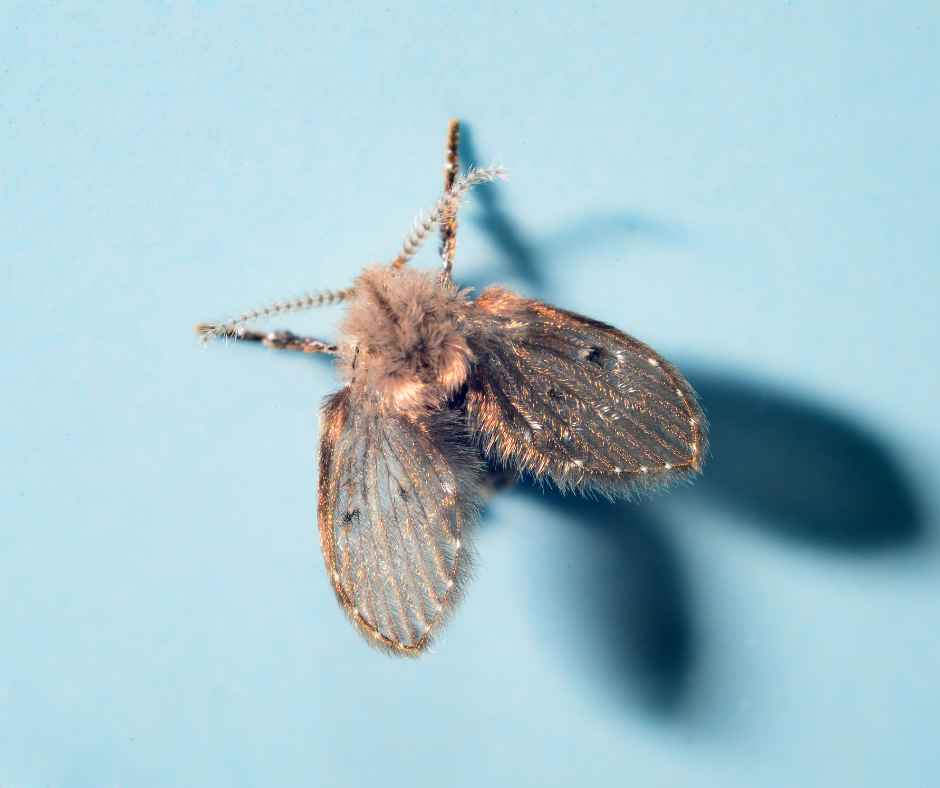 Zoomed-in photo of a drain fly
